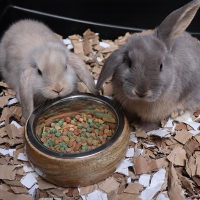 ontbijt Voorbereiding Evacuatie Kartonsnippers - Jouw konijn