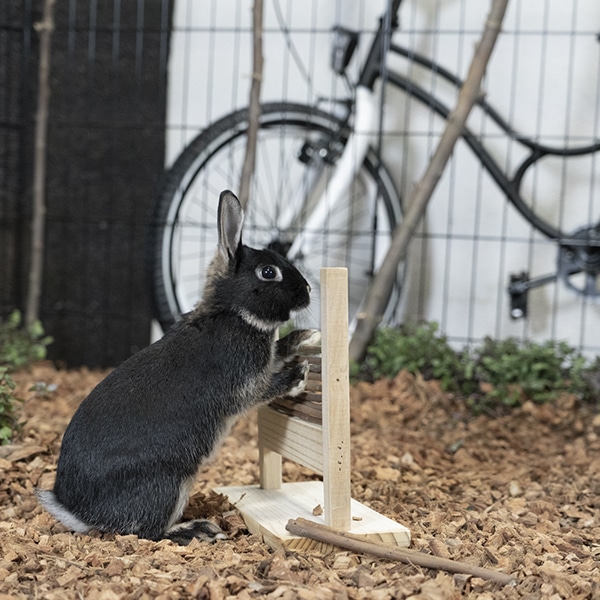 Aanpassing Deens Verwijdering Jump & Play - Agility spel voor konijnen