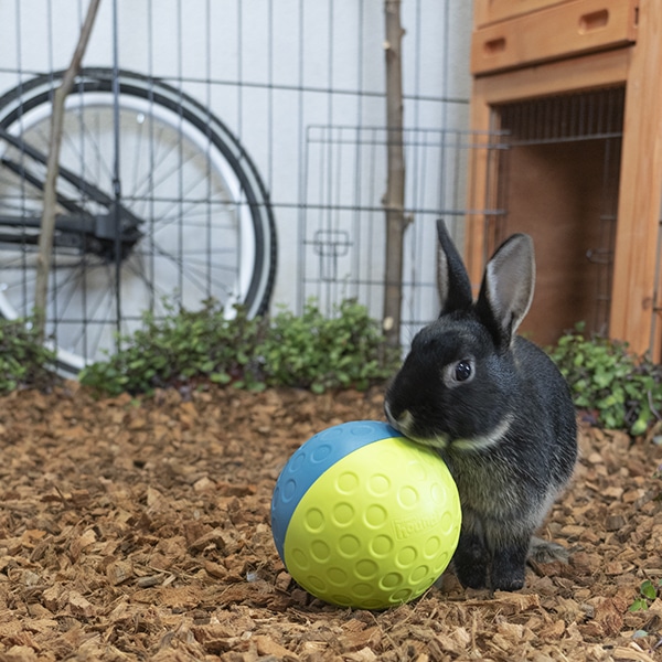 Schrijft een rapport Verschillende goederen Wissen Roll & Find Small - voerbal voor konijnen